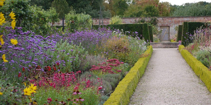 The best way to Propagate Blue Mist Shrubs