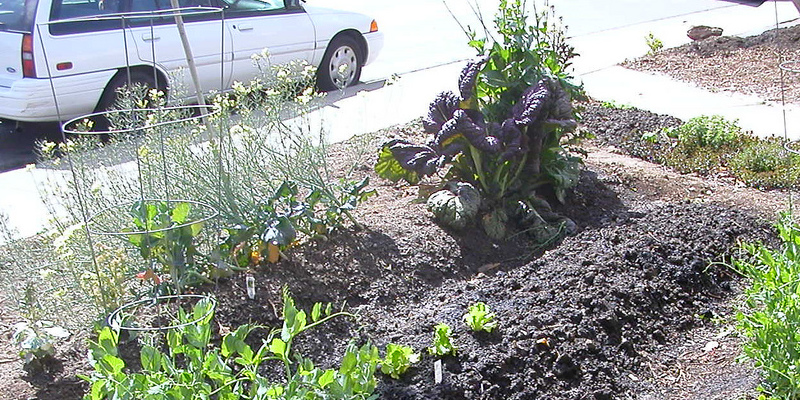 Dwarf Shade Grasses