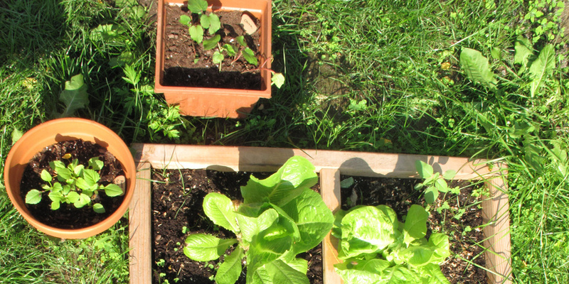 Why Do My Zucchini Turn Yellow While Growing?