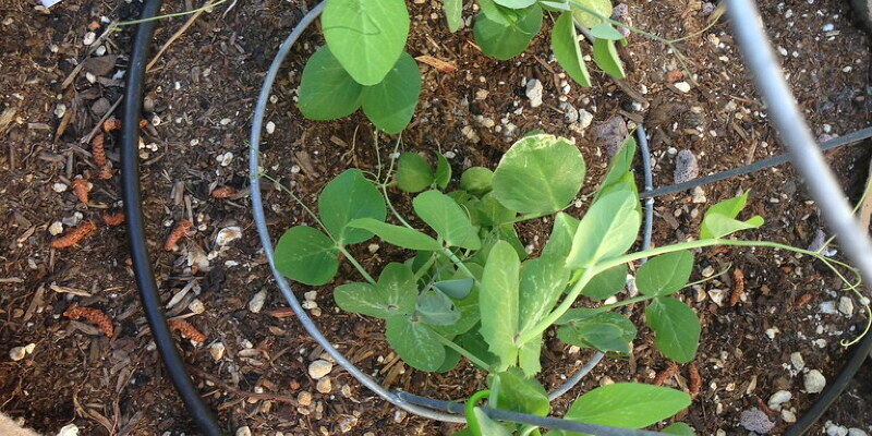 Instructions for Topsy Turvey Strawberry Planter