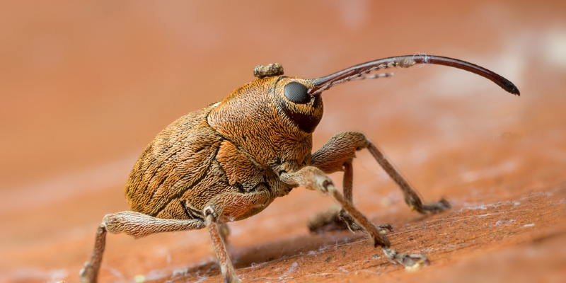 Bid Usher In the Good and Garden Bugs Goodbye