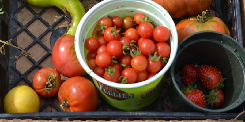 The Crops Not to Plant Following a Potato Crop