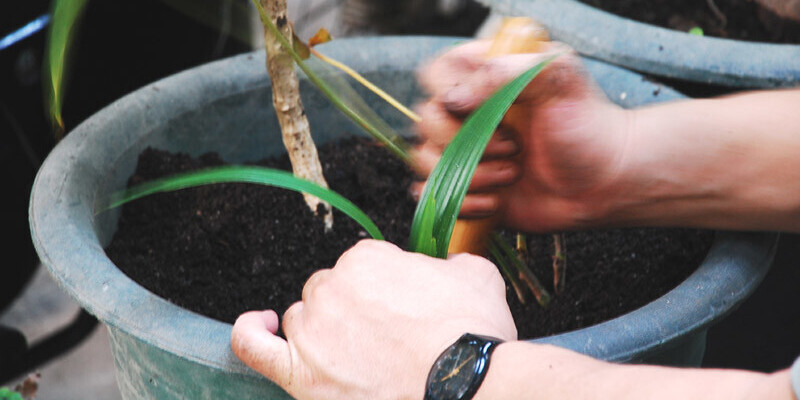 The very best Black Mulch